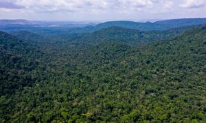 Leia mais sobre o artigo Desmatamento na Amazônia cai 31% de janeiro a maio