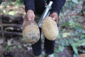 Leia mais sobre o artigo Amazonas e Pará unem forças contra a praga que ataca cacau e cupuaçu