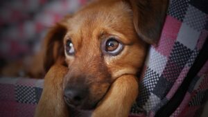 Leia mais sobre o artigo Planos de saúde especializados em pets chegam à cidade de Manaus