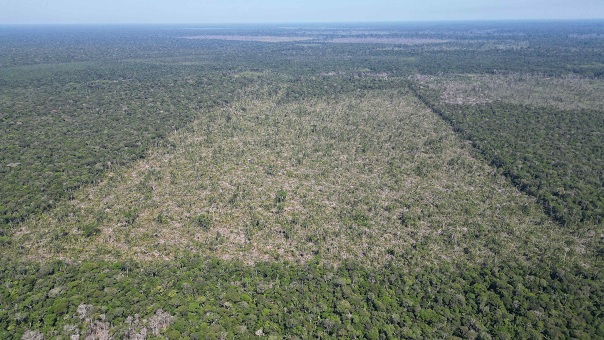 No momento, você está visualizando Amazonas fecha mês de julho com queda de 81,2% no desmatamento