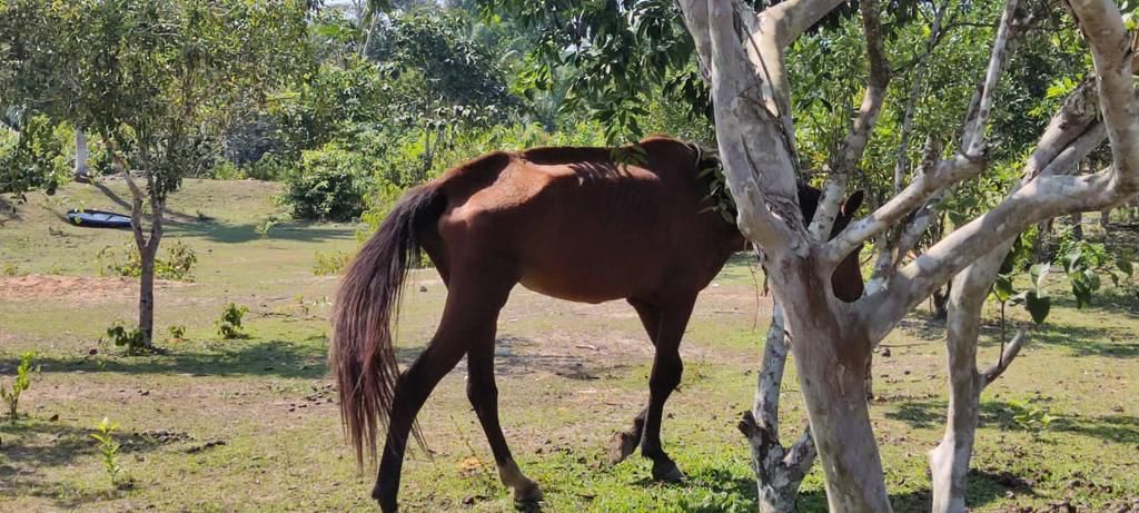 No momento, você está visualizando Cavalos são resgatados em situação de maus tratos em Rio Preto da Eva