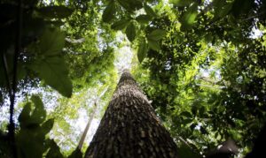 Leia mais sobre o artigo Manaus sedia primeira edição da Glocal Amazônia