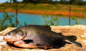 Leia mais sobre o artigo Consumo de pescado cresce 65% no Brasil desde 2004