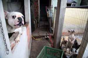 Leia mais sobre o artigo Projeto prevê multa de 5 mil a quem comercializar animais de forma irregular no Amazonas