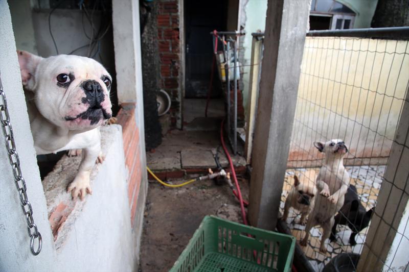 No momento, você está visualizando Projeto prevê multa de 5 mil a quem comercializar animais de forma irregular no Amazonas