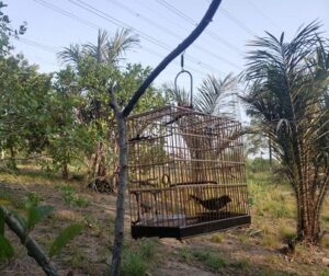 Leia mais sobre o artigo Polícia resgata pássaros silvestres mantidos em gaiolas em Manaus