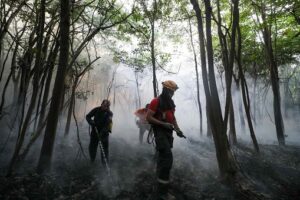 Leia mais sobre o artigo Governo contrata brigadistas para reforçar combate às queimadas no Amazonas