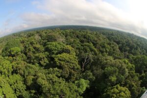 Leia mais sobre o artigo Amazonas registra queda de 40% no desmatamento em 2023, aponta Inpe